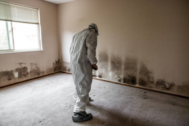 Mold Testing and Removal in Walton, KY